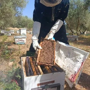 la ruche نحلنا
